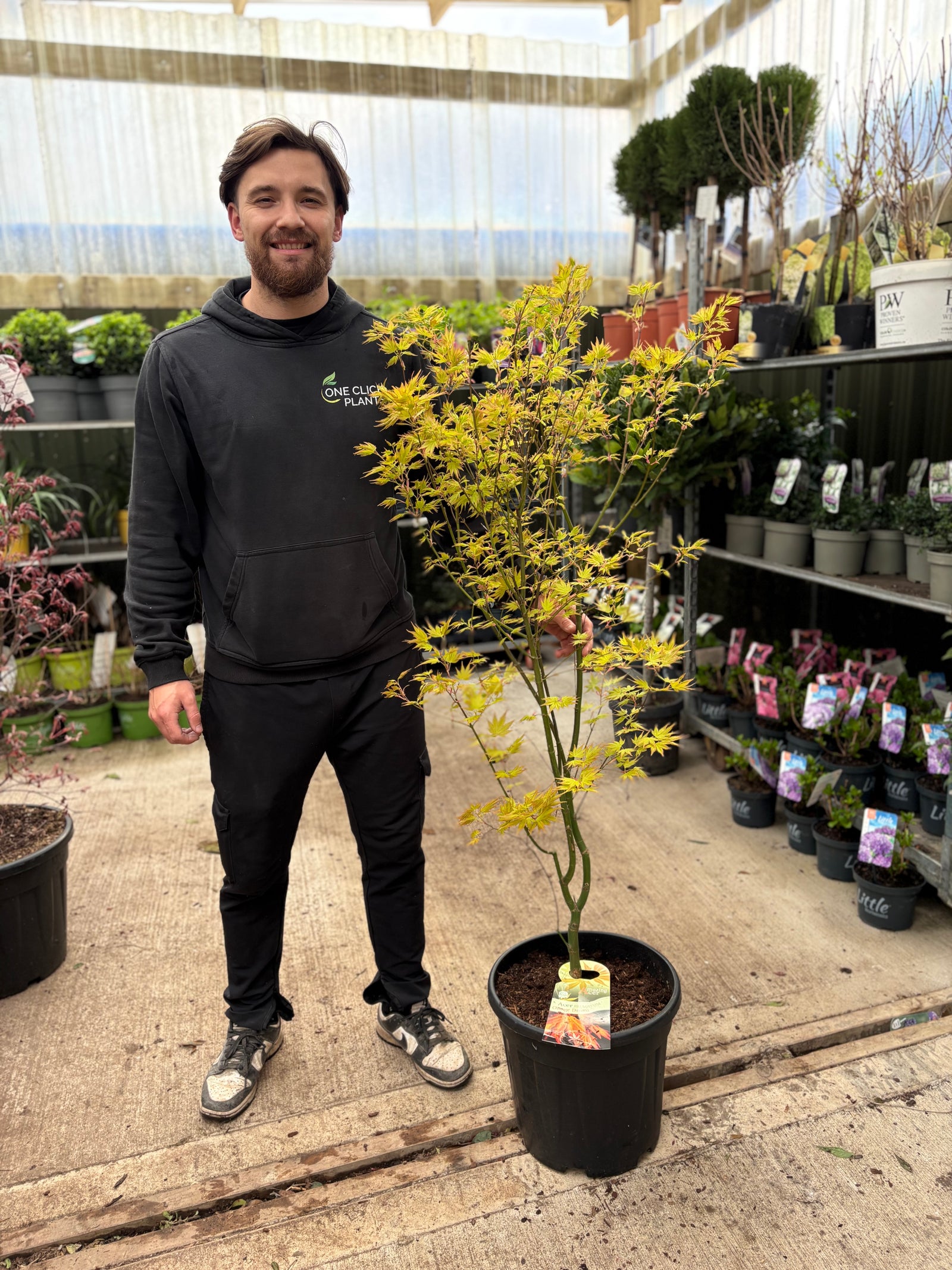 Acer palmatum 'Orange Dream' 10.5cm / 2L / 3L / 10L / 20L