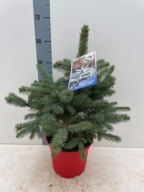 Potgrown Real Christmas Tree | Picea pungens &#39;Super Blue&#39; | 50-60cm