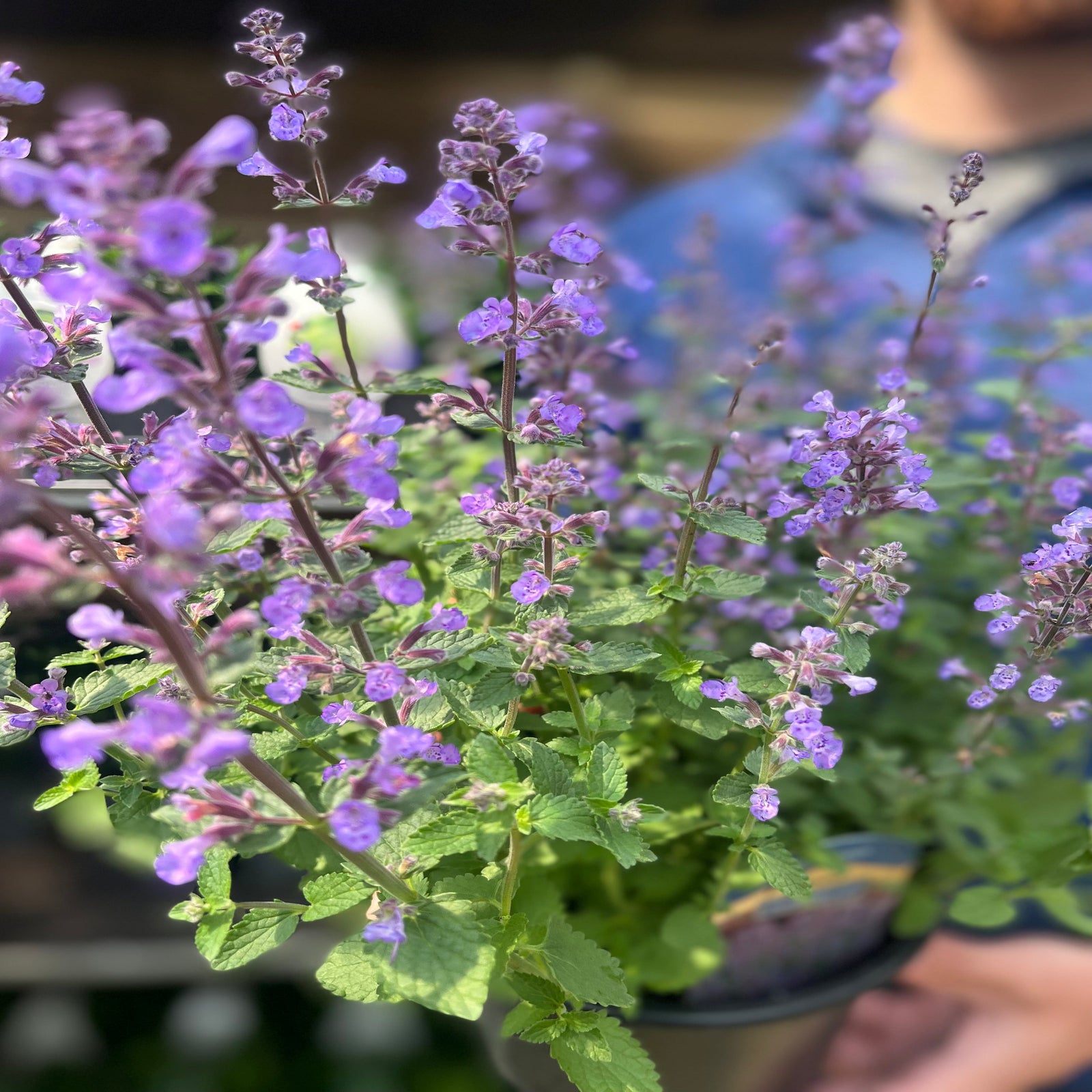 Nepeta 'Purrsian Blue' 9cm / 2L
