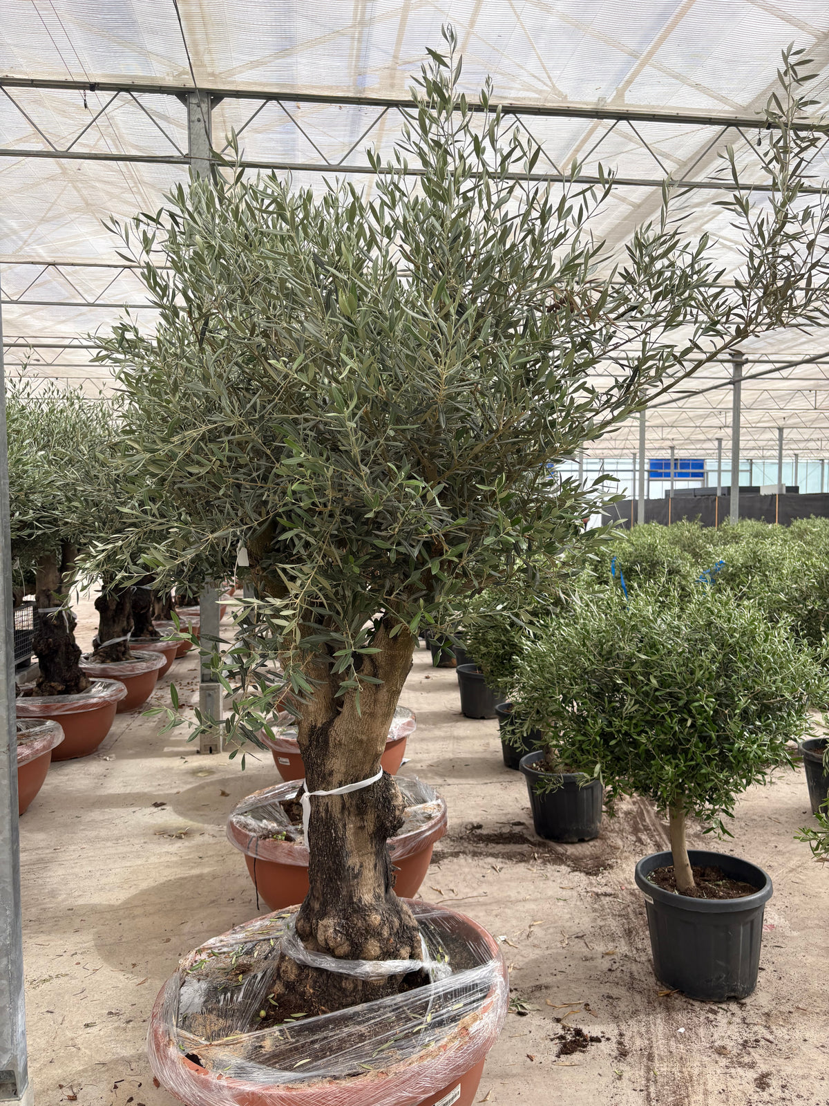 Olive Tree 160L Terracotta Bowl 210-240cm