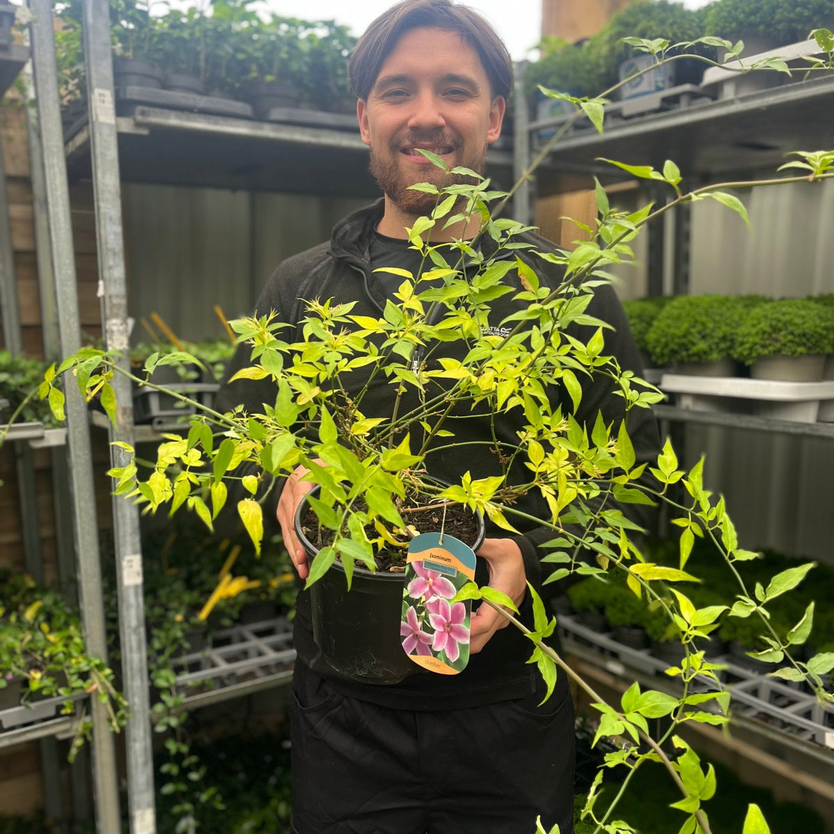 Jasminum &#39;Starry Summer Scent&#39; 3L