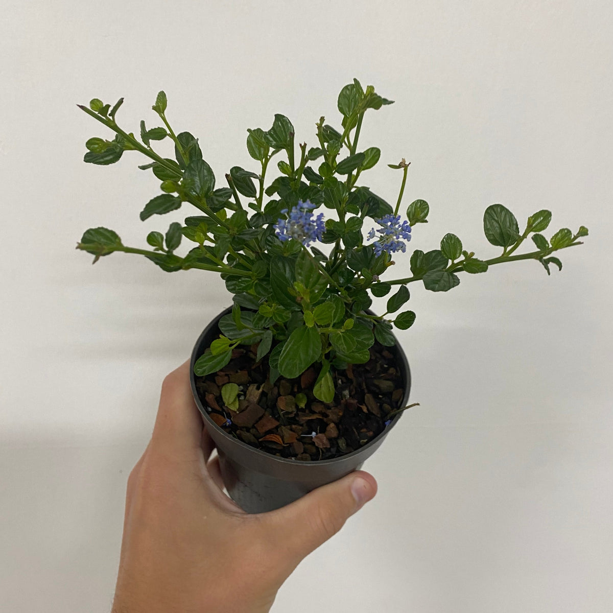 Ceanothus &#39;Victoria&#39; (Californian Lilac) 9cm/2L/5L/10L