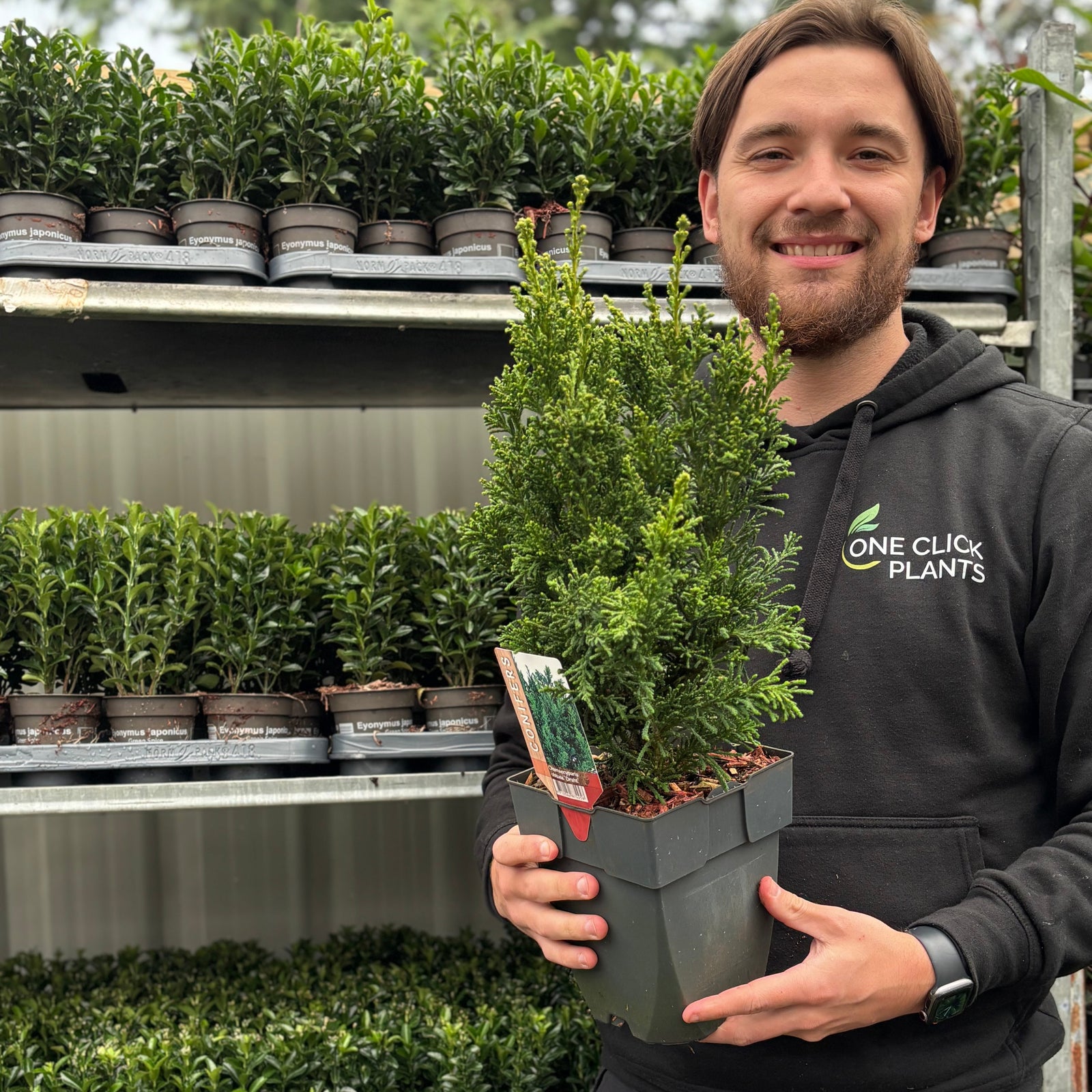A smiling man in a One Click Plants hoodie holds a Chamaecyparis obtusa 'Draht' 2L (40-50cm inc. pot) in a greenhouse, with shelves of similar potted evergreens stacked behind him.