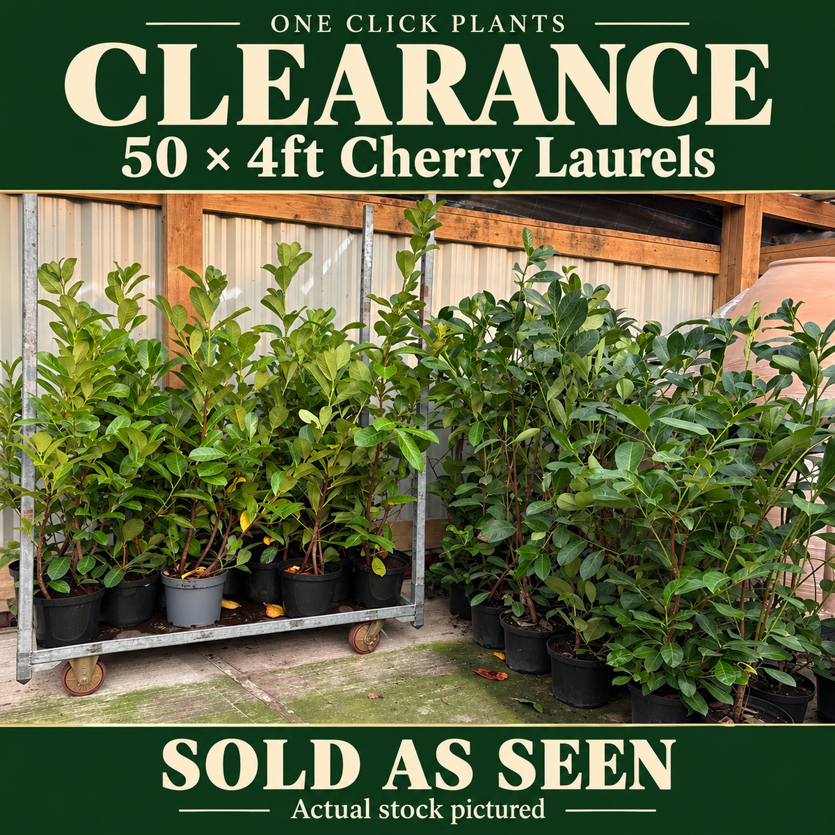 Clearance: A pallet of 50 x 4ft Cherry Laurels (SOLD AS SEEN)