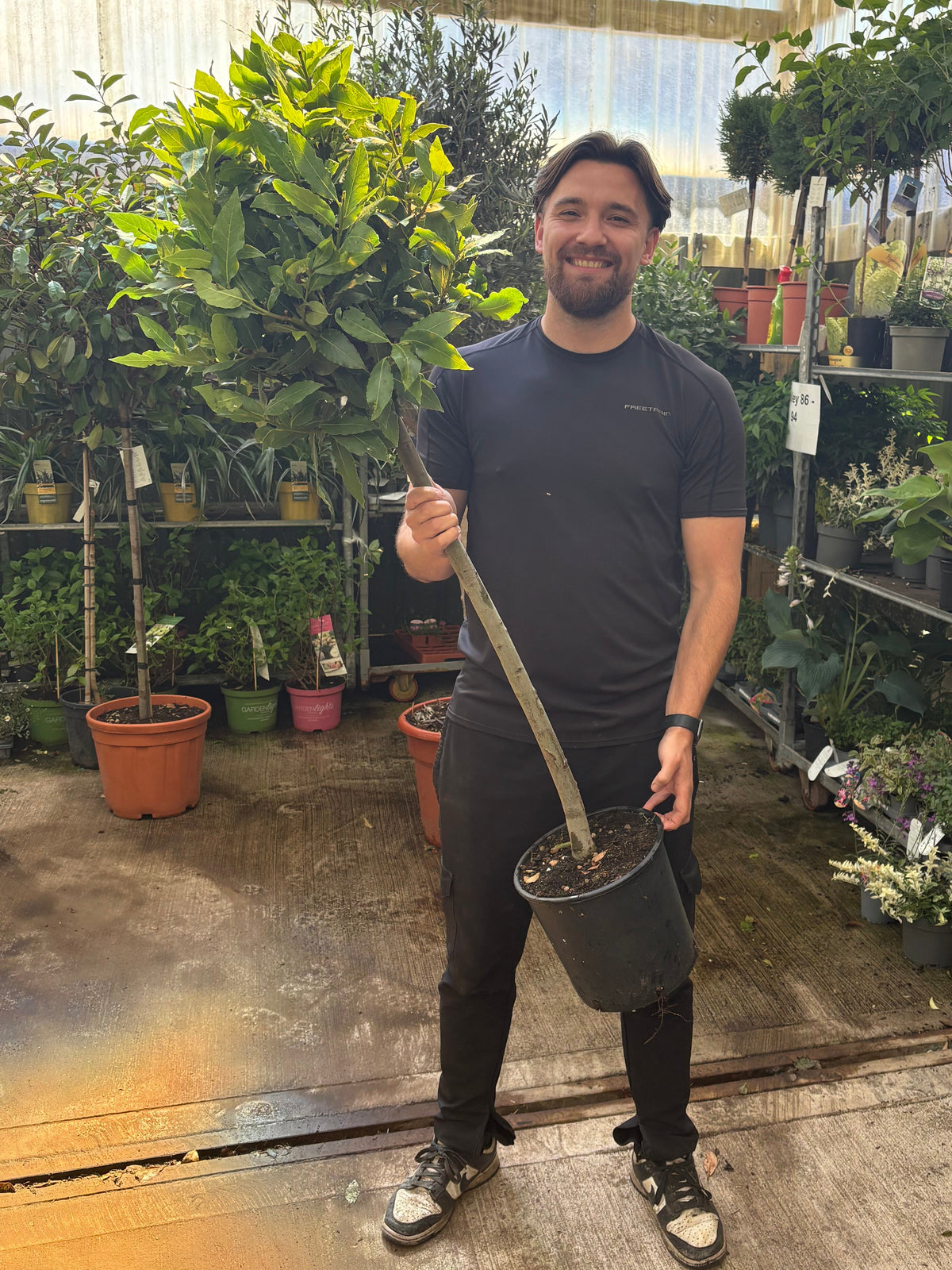 1/4 Standard Bay Tree (Laurus Nobilis) 7L 130-140cm (Stem: 70cm, Head: 40cm)