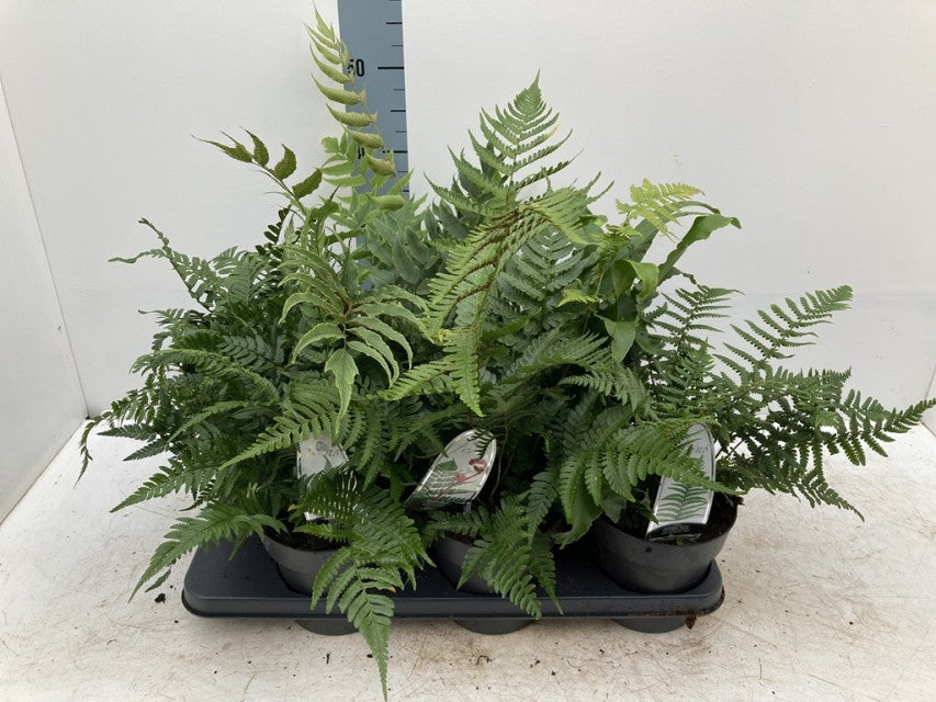 A Mix of 3 Ferns (11cm / 2L / 3L) with lush green fronds is displayed on a black tray in front of a measurement ruler, set against a plain white background.