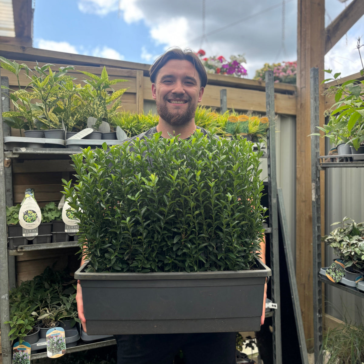 A smiling person stands in a greenhouse holding a large rectangular planter filled with Euonymus japonicus &#39;Green Spire&#39; shrubs, perfect for garden borders. Shelves of other plants and flowers are behind them, with the sky visible through the roof.