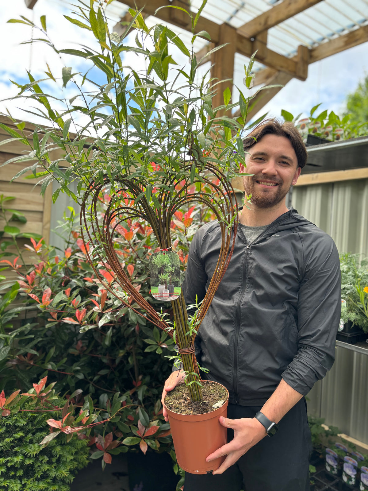 A smiling man in a gray jacket holds a Salix Living Braided Willow Tree Sculpture (80-90cm) with heart-shaped stems, standing in a greenhouse among green and red plants.