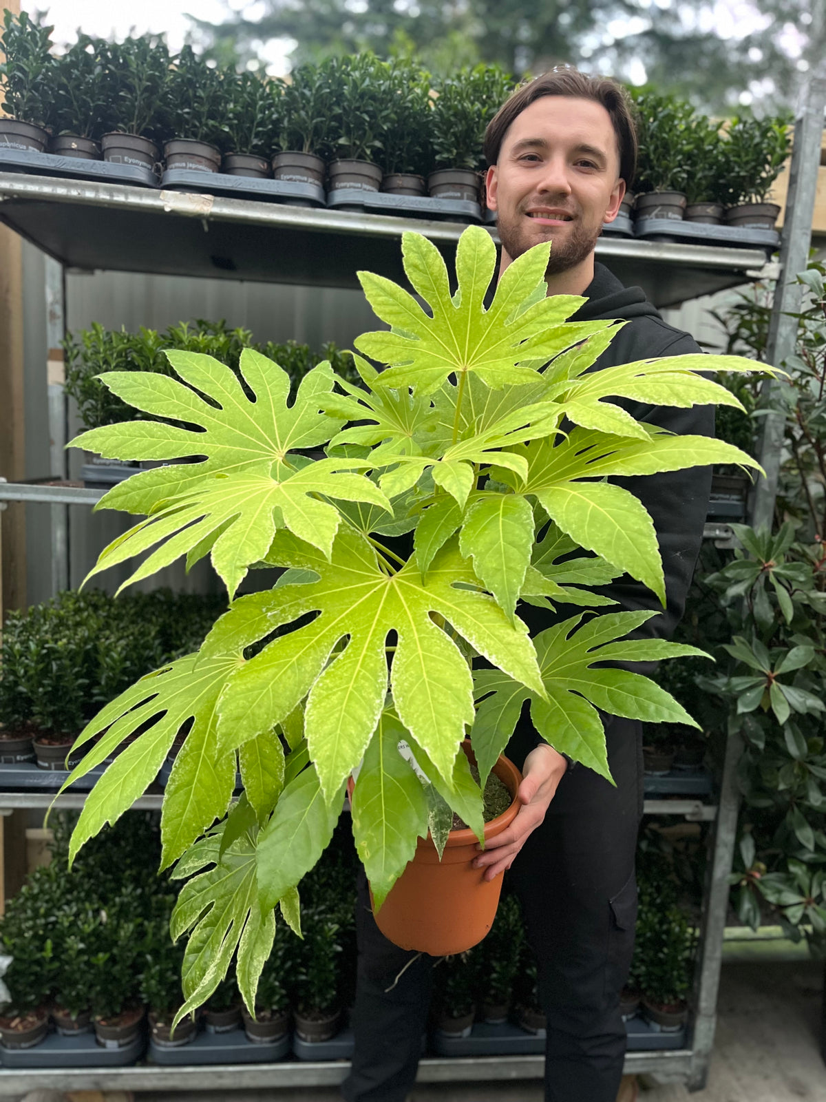 A person holds a Fatsia japonica &#39;Spider&#39;s Web&#39; (9cm-7.5L), its bright green, deeply lobed leaves standing out as they pose in front of shelves filled with small potted plants at a garden center.