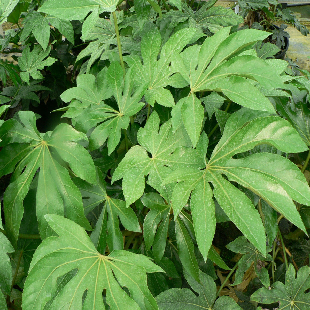 The Fatsia japonica 2L (60-70cm) features large, glossy green leaves with deep lobes and pointed tips. Its dense, leathery foliage and distinct veins create a lush, evergreen look—ideal for a striking houseplant.