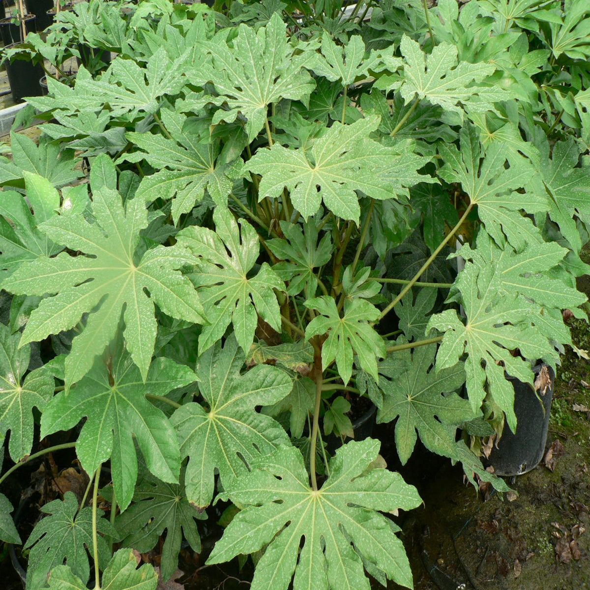 The Fatsia japonica 2L (60-70cm) features large, green, deeply-lobed evergreen leaves that grow densely, with occasional pale spots and glimpses of ground beneath the lush tropical foliage.