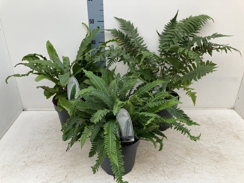 The Mix of 3 Ferns 11cm / 2L / 3L features three healthy, low maintenance ferns with distinct leaf shapes, displayed in front of a white background with a measuring stick. Green fronds spread outward from each pot.