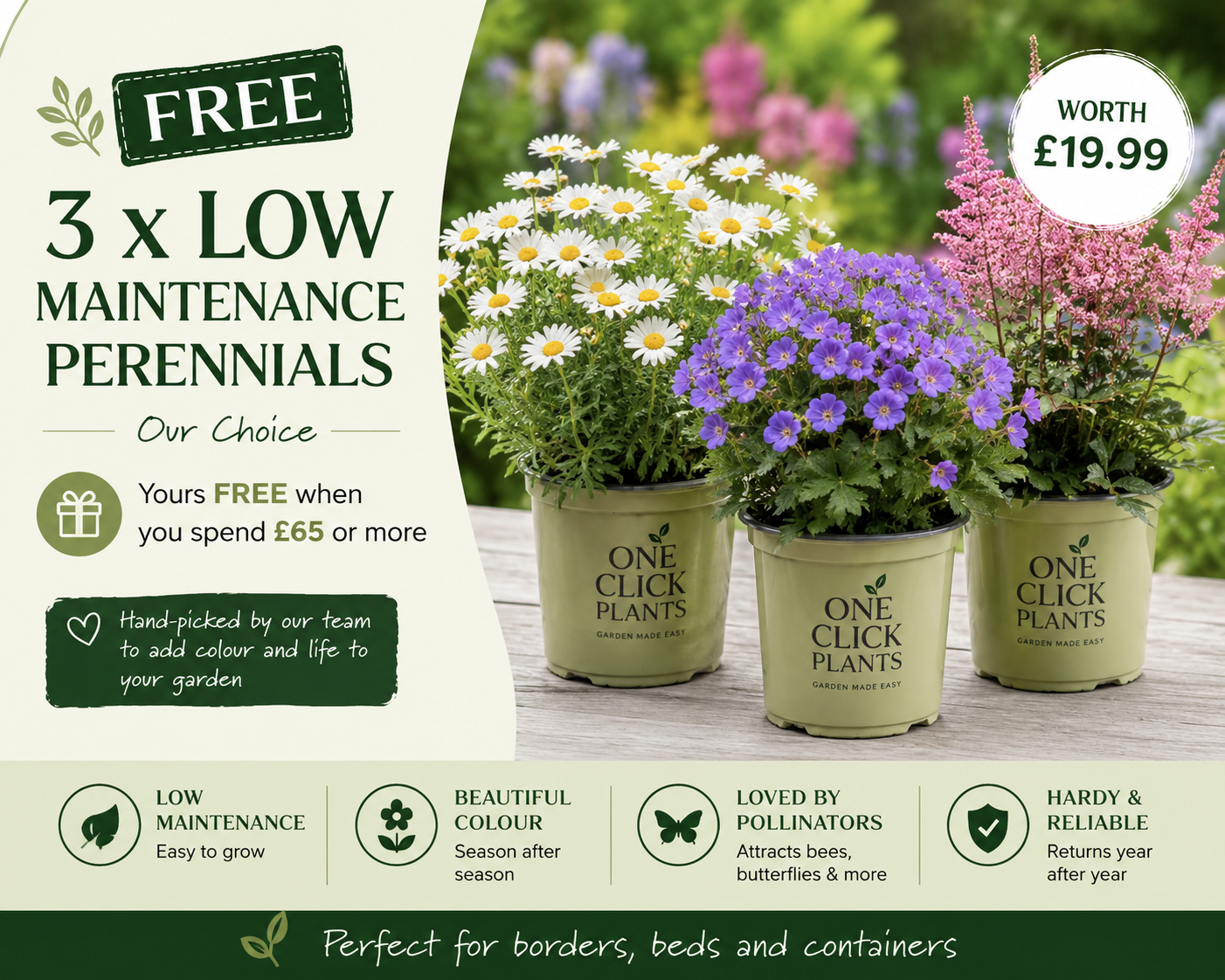 3 x Low Maintenance Perennials