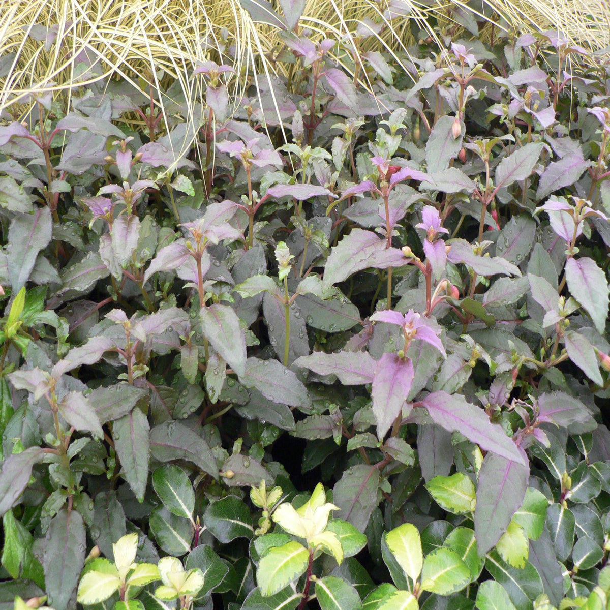 Hardy Fuchsia &#39;Alice Hoffman&#39; 9cm/2L features pendulous flowers among glossy green leaves edged in white, set before dense foliage with dark green and purple-tinged leaves and slender ornamental grass in the background.