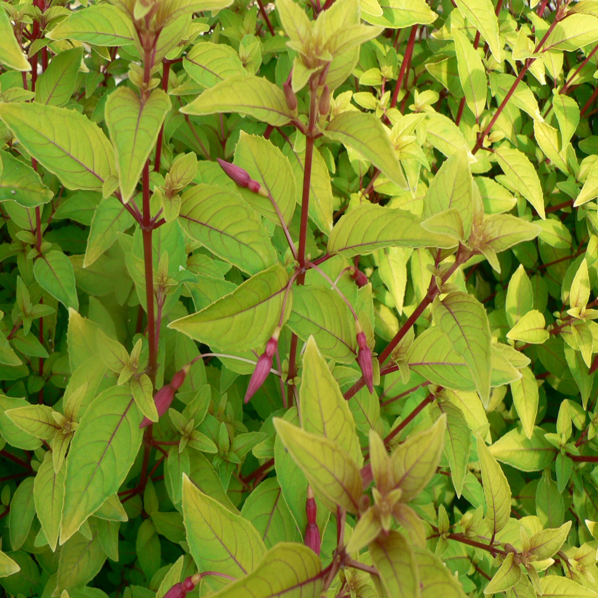 Close-up of a green basil plant with pointed leaves and reddish-purple stems and flower buds, densely packed together, adding vibrant summer color similar to the beautiful blooms of 3 x Mixed Hardy Fuchsia 9cm.