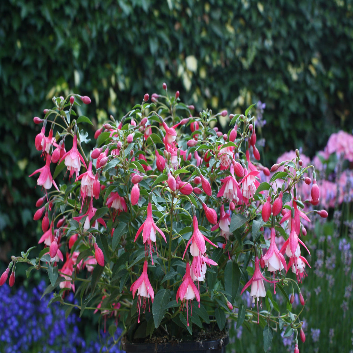 Hardy Fuchsia &#39;Lady Thumb&#39; 9cm / 2L