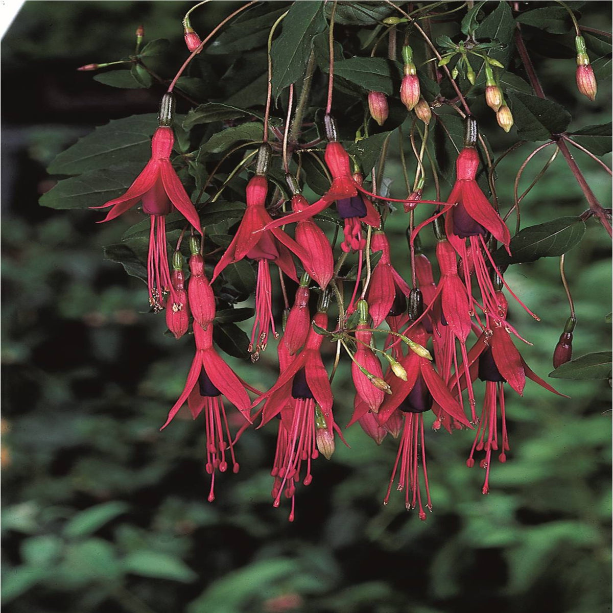 Hardy Fuchsia &#39;Riccartonii&#39; 9cm / 2L features vibrant pink-red pendulous blooms with long, slender petals, hanging from green leafy stems, perfect for adding colour and interest to your garden.