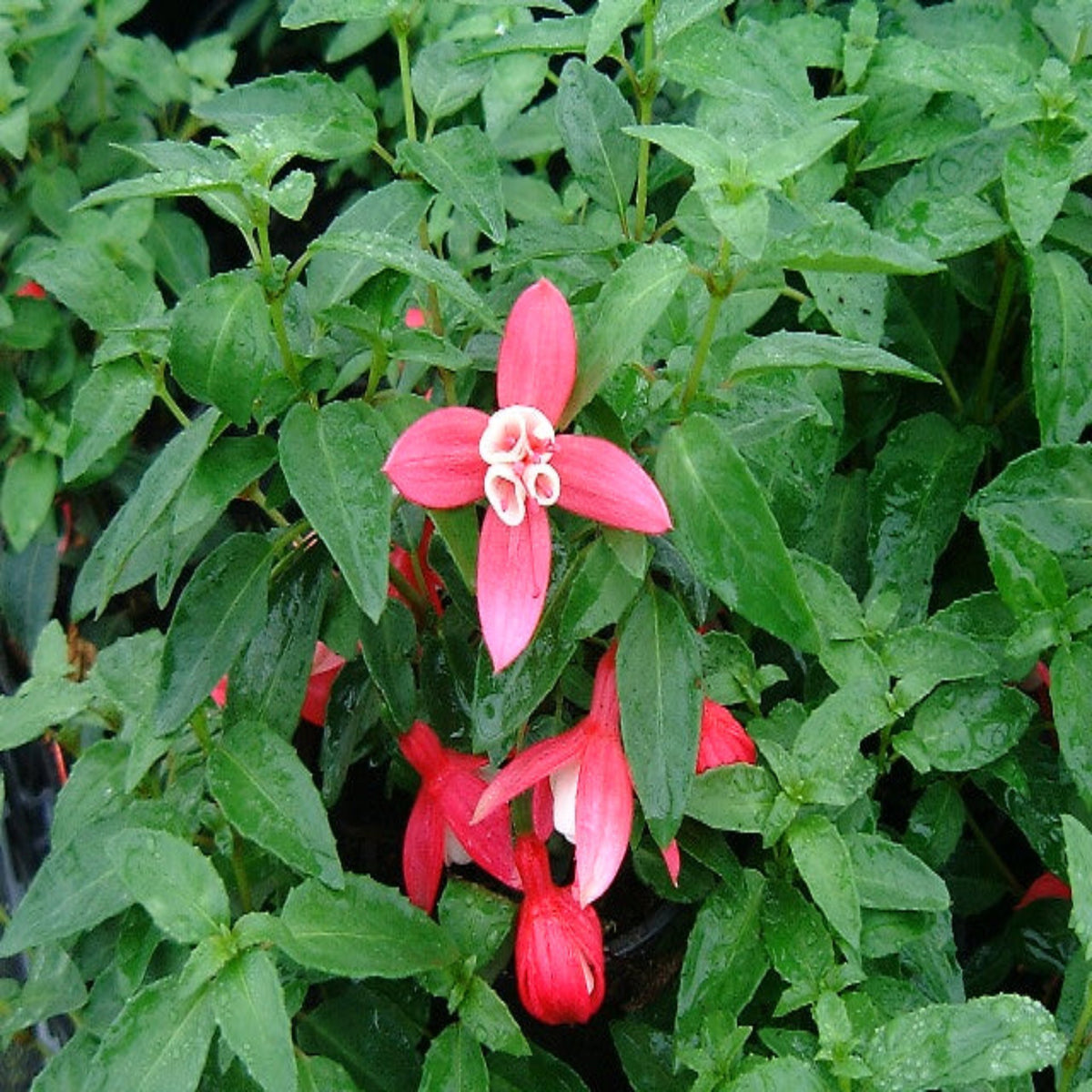 Hardy Fuchsia &#39;Lady Thumb&#39; 9cm / 2L
