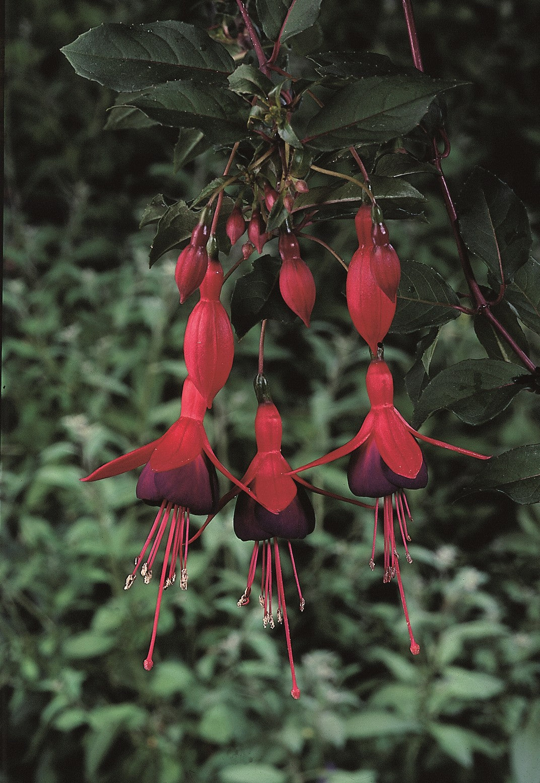Three red and purple flowers of Hardy Fuchsia &#39;Mrs Popple&#39; 9cm / 2L hang pendulously from a leafy stem, their delicate, ornament-like blooms with long stamens set against a soft green background of blurred foliage.