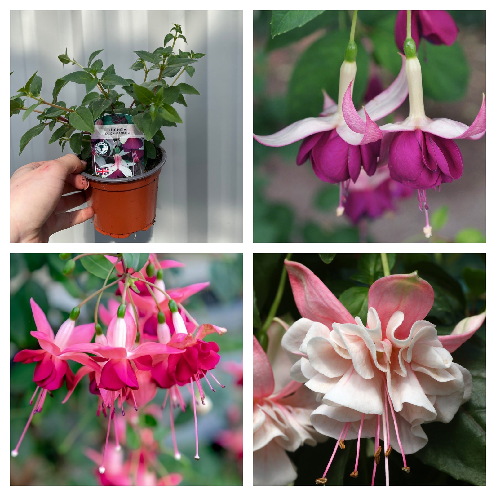 A collage of four images shows 3 x Trailing Fuchsias (3 x 9cm Pots): a potted plant, two close-ups of pink and purple blooms, and one close-up of a pale pink and white trailing Fuchsia flower.