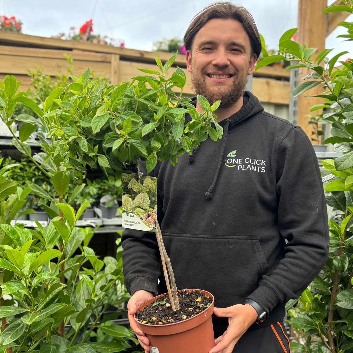 A smiling person in a black hoodie holds a potted Hydrangea paniculata &#39;LimeLight’ Tree at a garden center, surrounded by lush green plants and wooden shelves in the background.