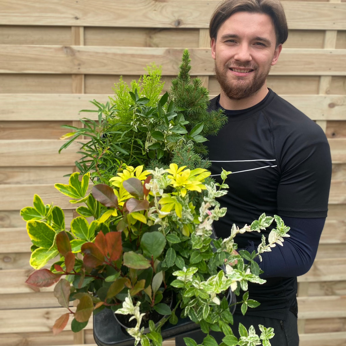 A smiling man in a black shirt stands before a wooden fence, holding Our selection of 3 x Shrubs in 9cm - 11cm growers pots, filled with green and yellow leafy plants.