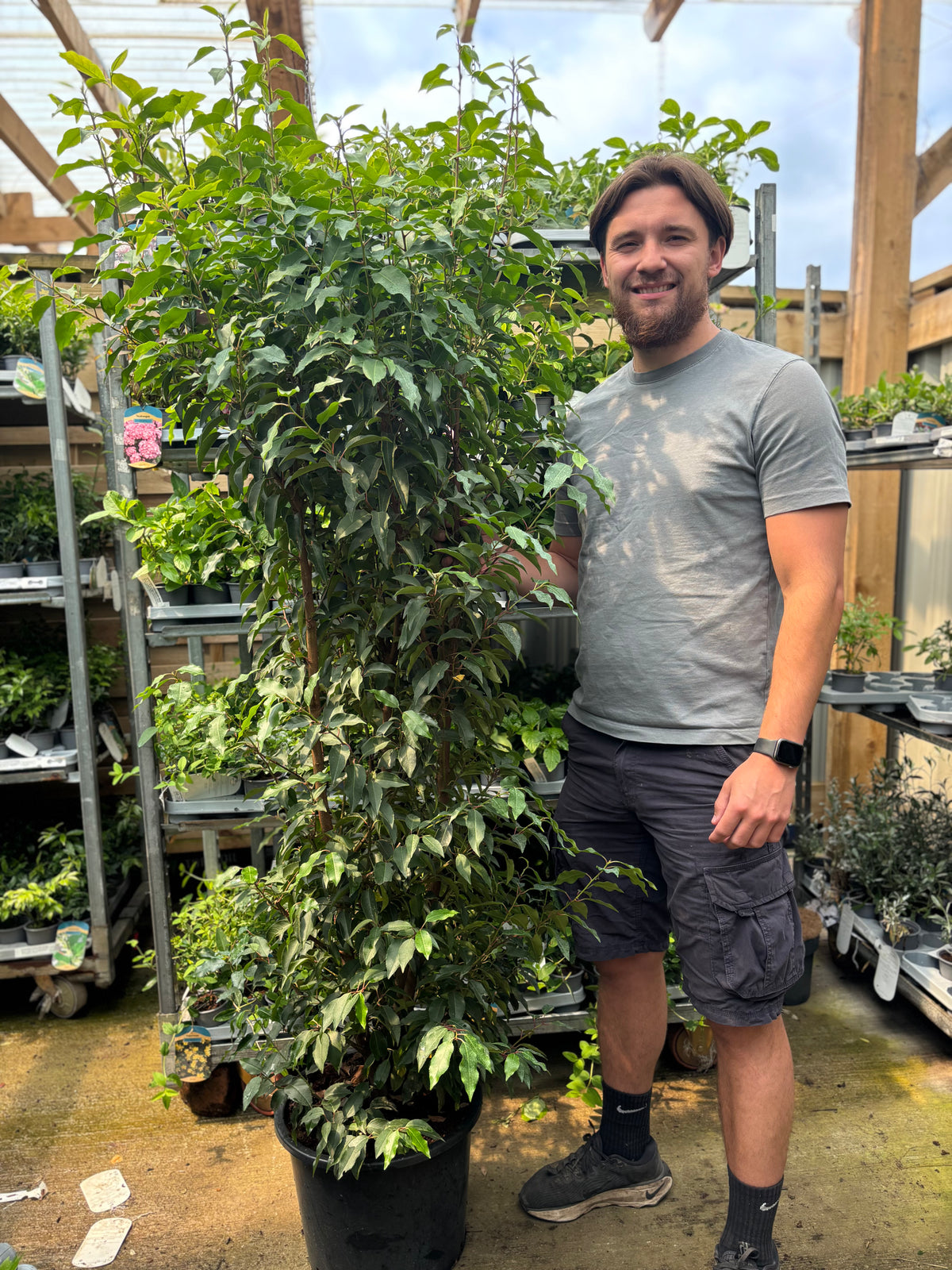 6ft Portuguese Laurel | Prunus lauroceras &#39;Angustifolia&#39; 20L 180-200cm