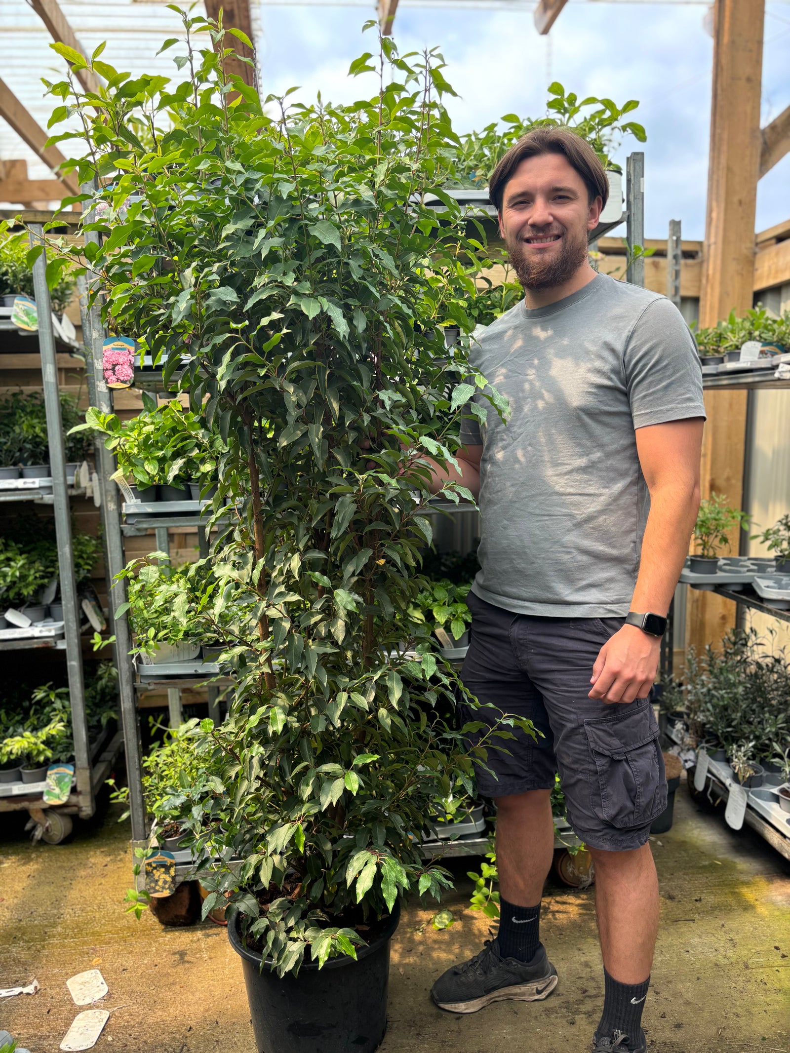 6ft Portuguese Laurel | Prunus lauroceras 'Angustifolia' 20L 180-200cm