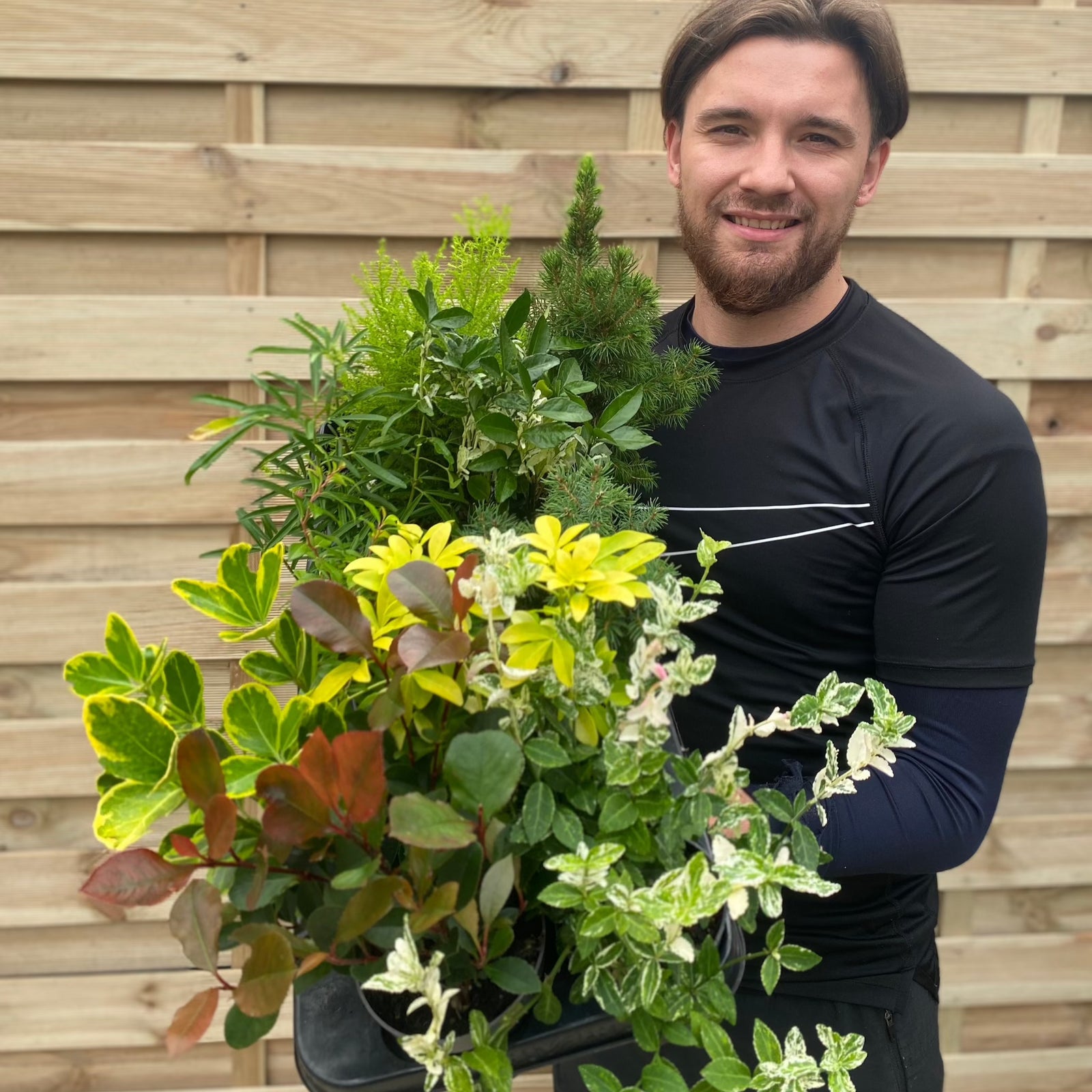 A smiling man in a black shirt stands before a wooden fence, holding Our selection of 3 x Shrubs in 9cm - 11cm growers pots, filled with green and yellow leafy plants.