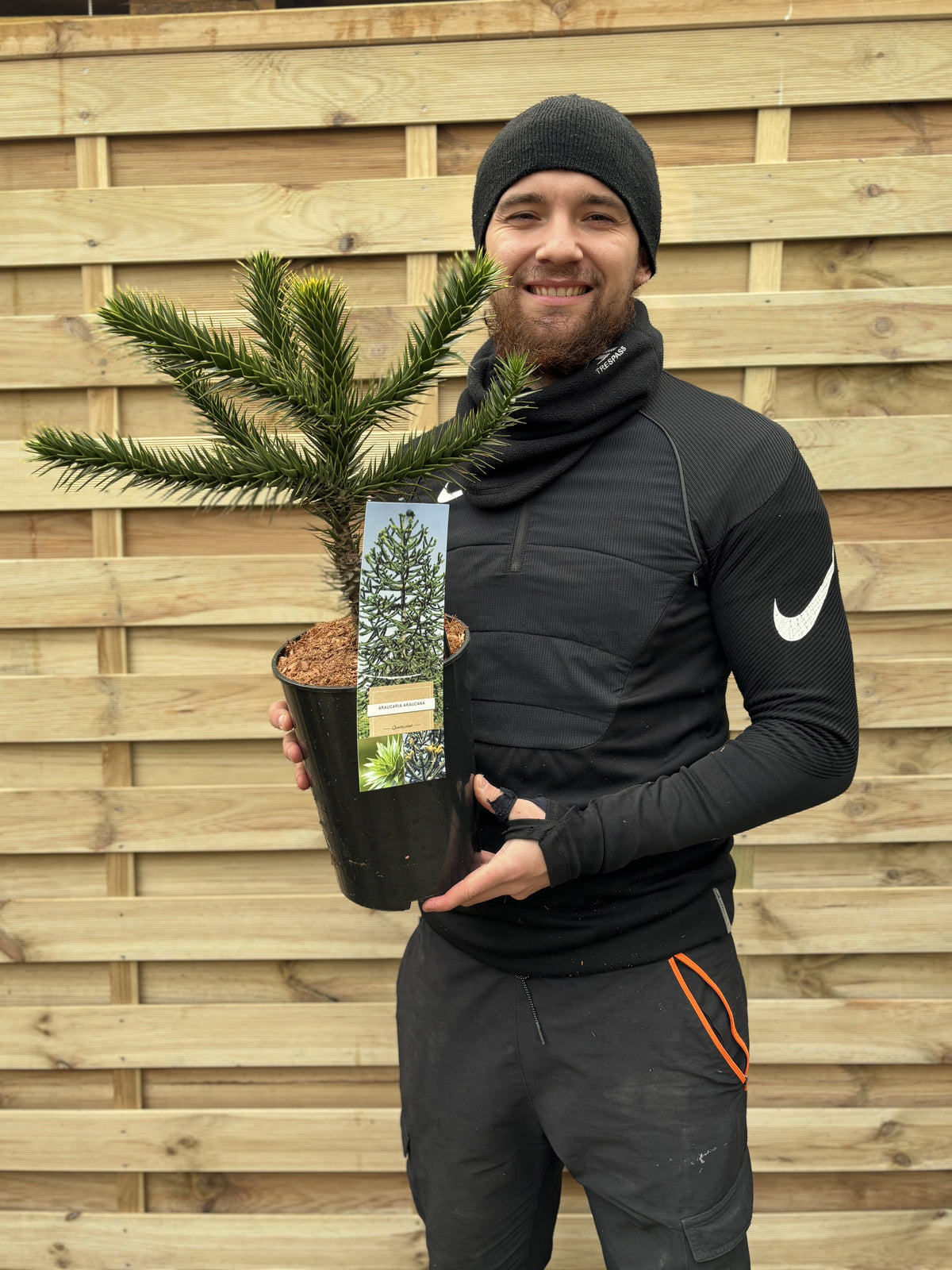 A smiling person in black outdoor clothing holds a potted Araucaria Araucana | Monkey Puzzle Tree, an eye-catching evergreen, in front of a wooden fence.