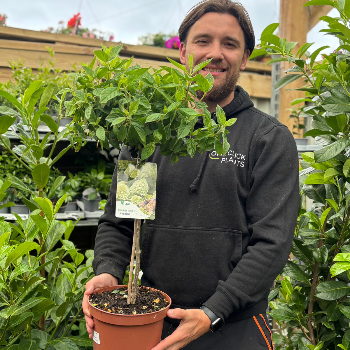 A person in a black hoodie stands outdoors, smiling and holding a potted Hydrangea paniculata &#39;LimeLight’ Tree with green leaves and a label. Long-lasting flowers and wooden structures are visible in the background.