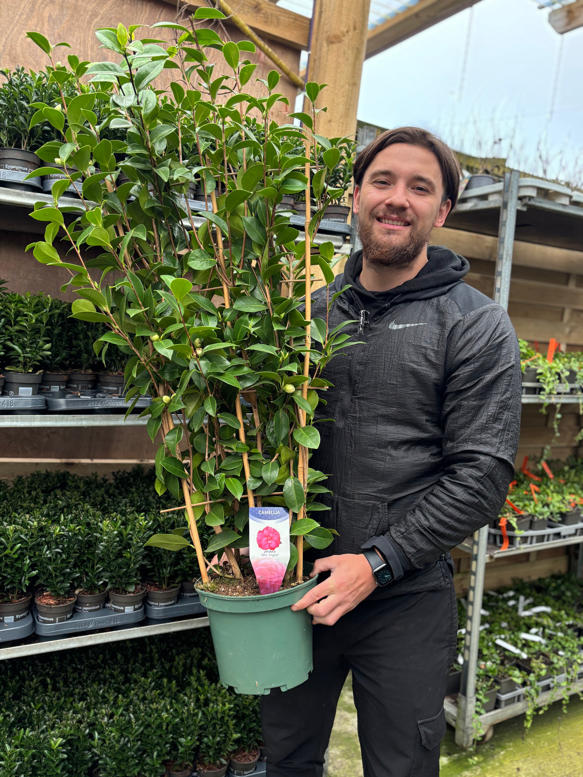 Camellia japonica &#39;Mrs Tingley&#39; 5L 100-120cm