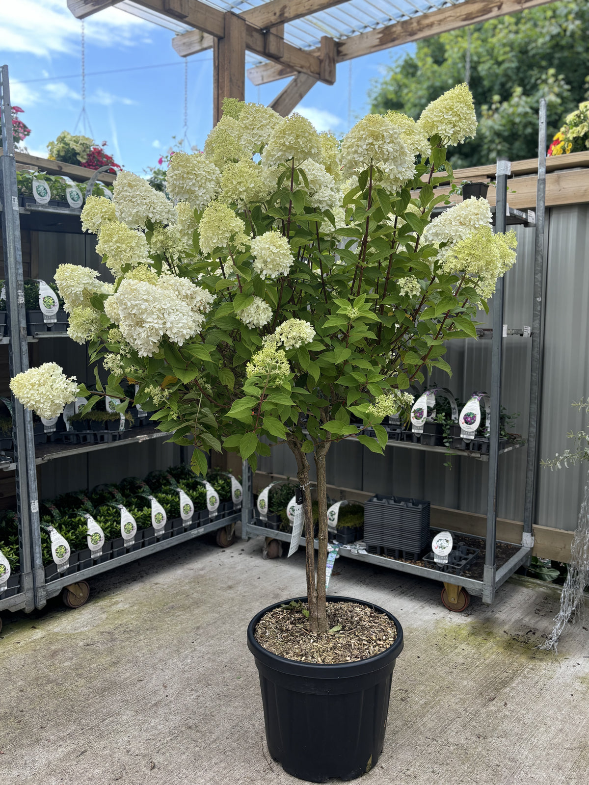 A Hydrangea paniculata &#39;LimeLight’ Multistem Tree (12L–45L) with pale greenish-white flower clusters sits on a concrete floor in a garden center, surrounded by potted plants beneath a wooden pergola and corrugated plastic roof.