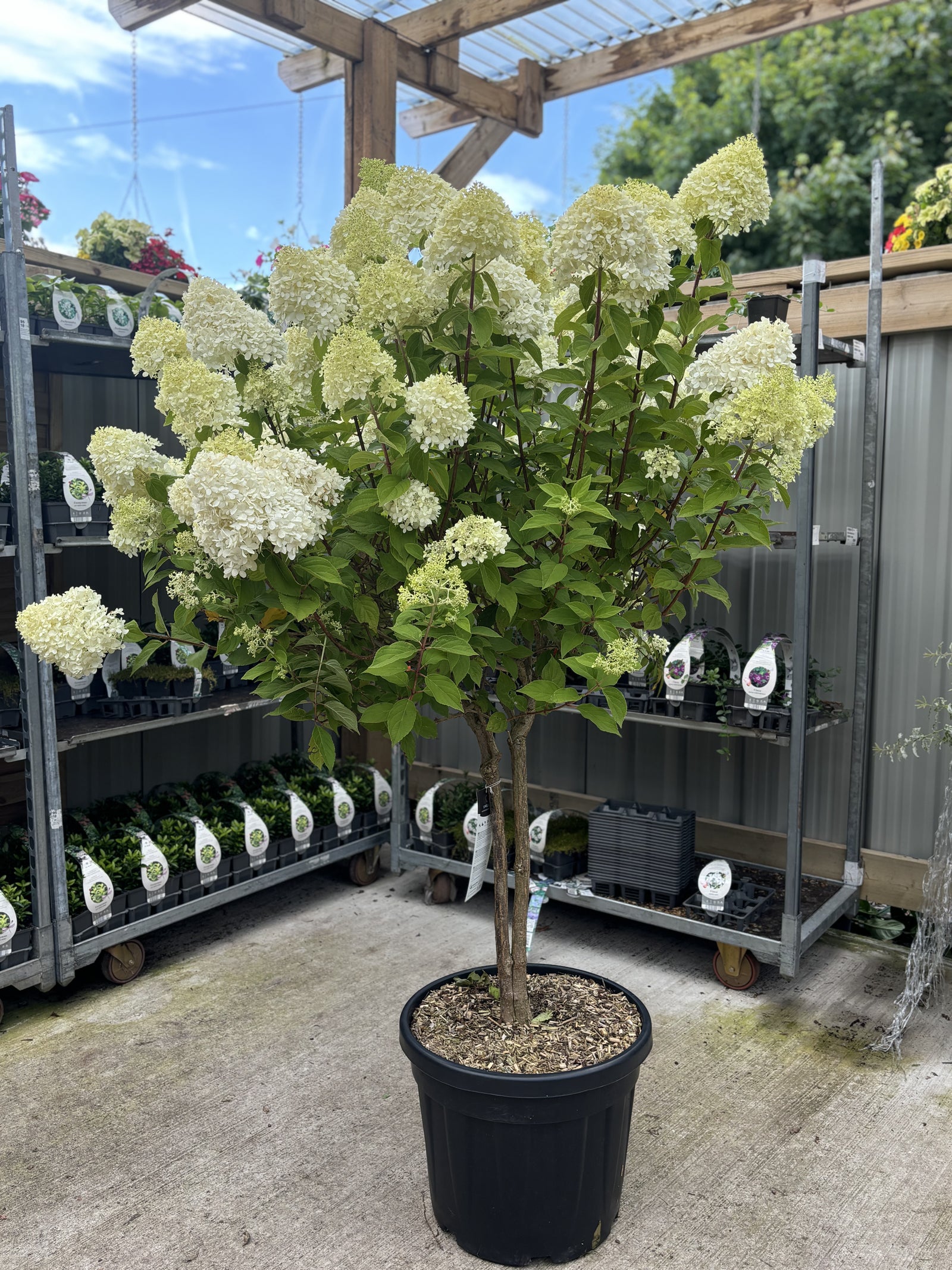 A Hydrangea paniculata 'LimeLight’ Multistem Tree (12L–45L) with pale greenish-white flower clusters sits on a concrete floor in a garden center, surrounded by potted plants beneath a wooden pergola and corrugated plastic roof.