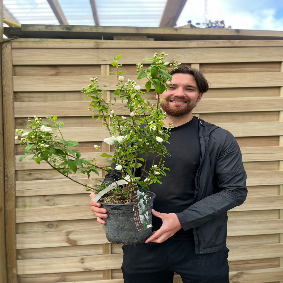 A smiling man with dark hair and a beard stands outside by a wooden fence, holding a Philadelphus &#39;Snowbelle&#39; (9cm/1L/2L/5L), a deciduous shrub prized for its green leaves and fragrant white flowers. He wears a black jacket and shirt.