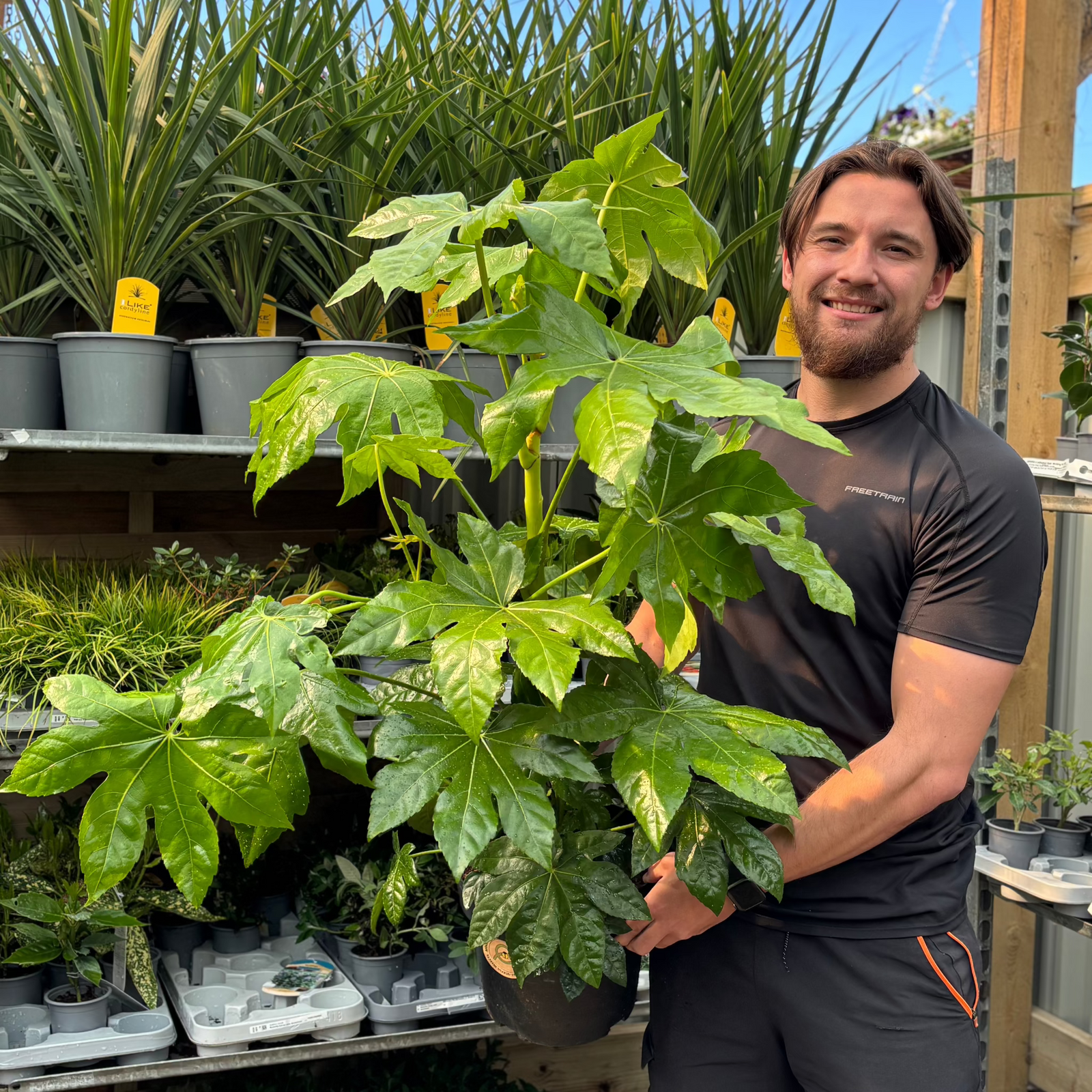 A man holding a Fatsia japonica 9cm-5L shrub in a garden.