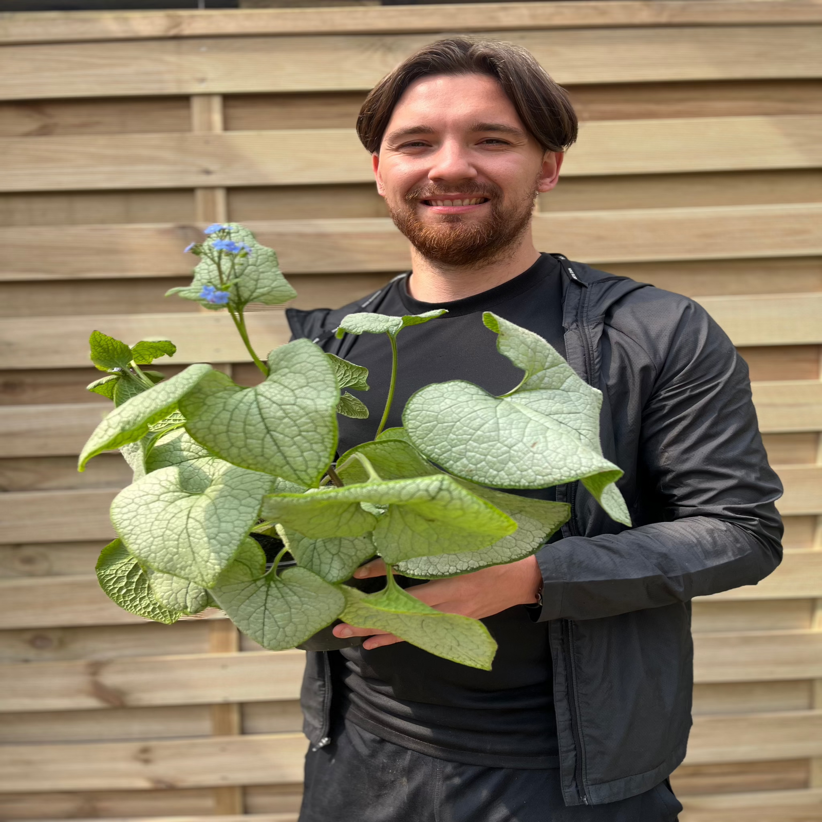 Brunnera Macrophylla Alexandria 2L