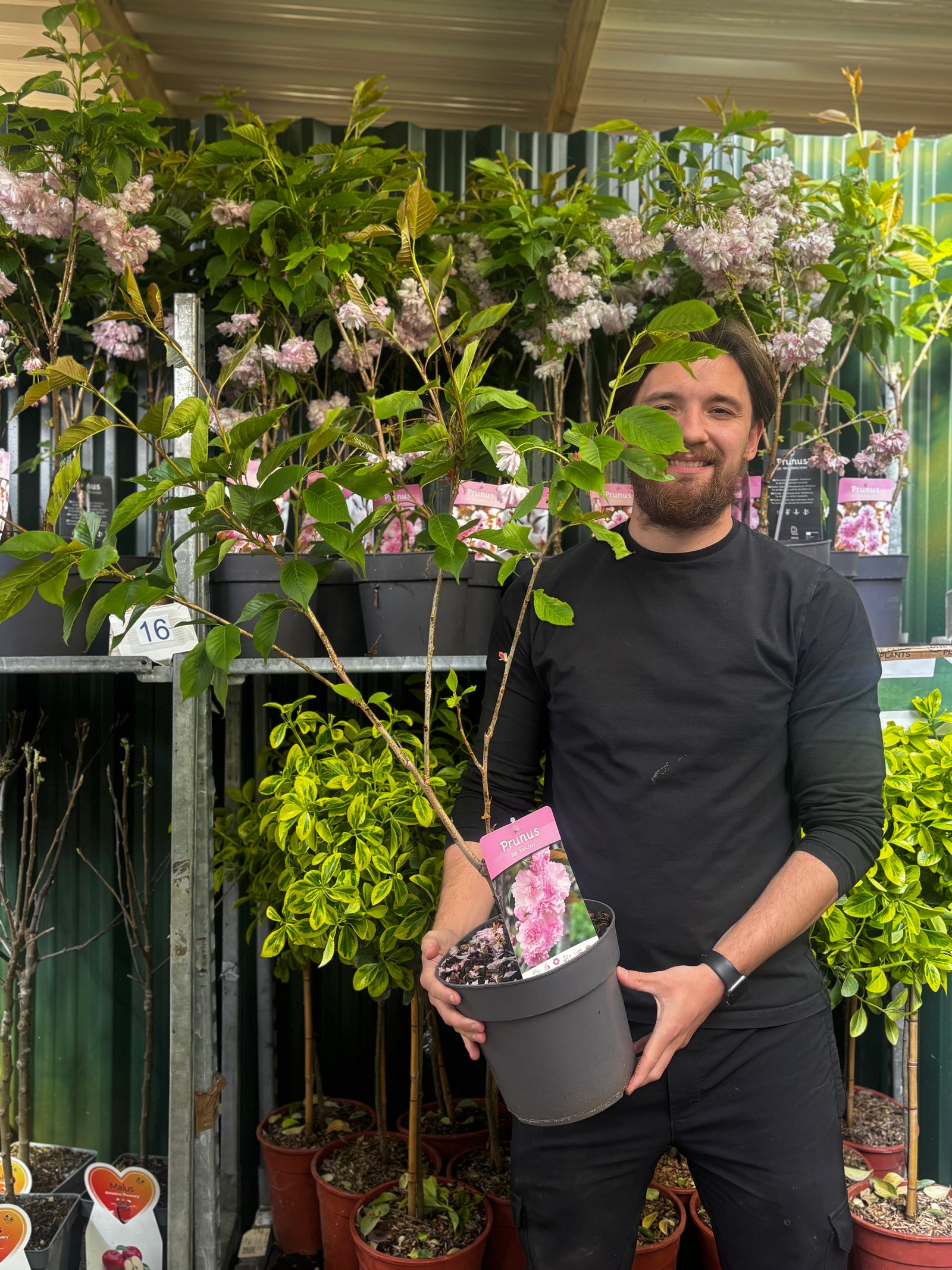 Prunus serrulata 'Sunset Boulevard' Ornamental Flowering Cherry Blossom 4.5L 80-90cm