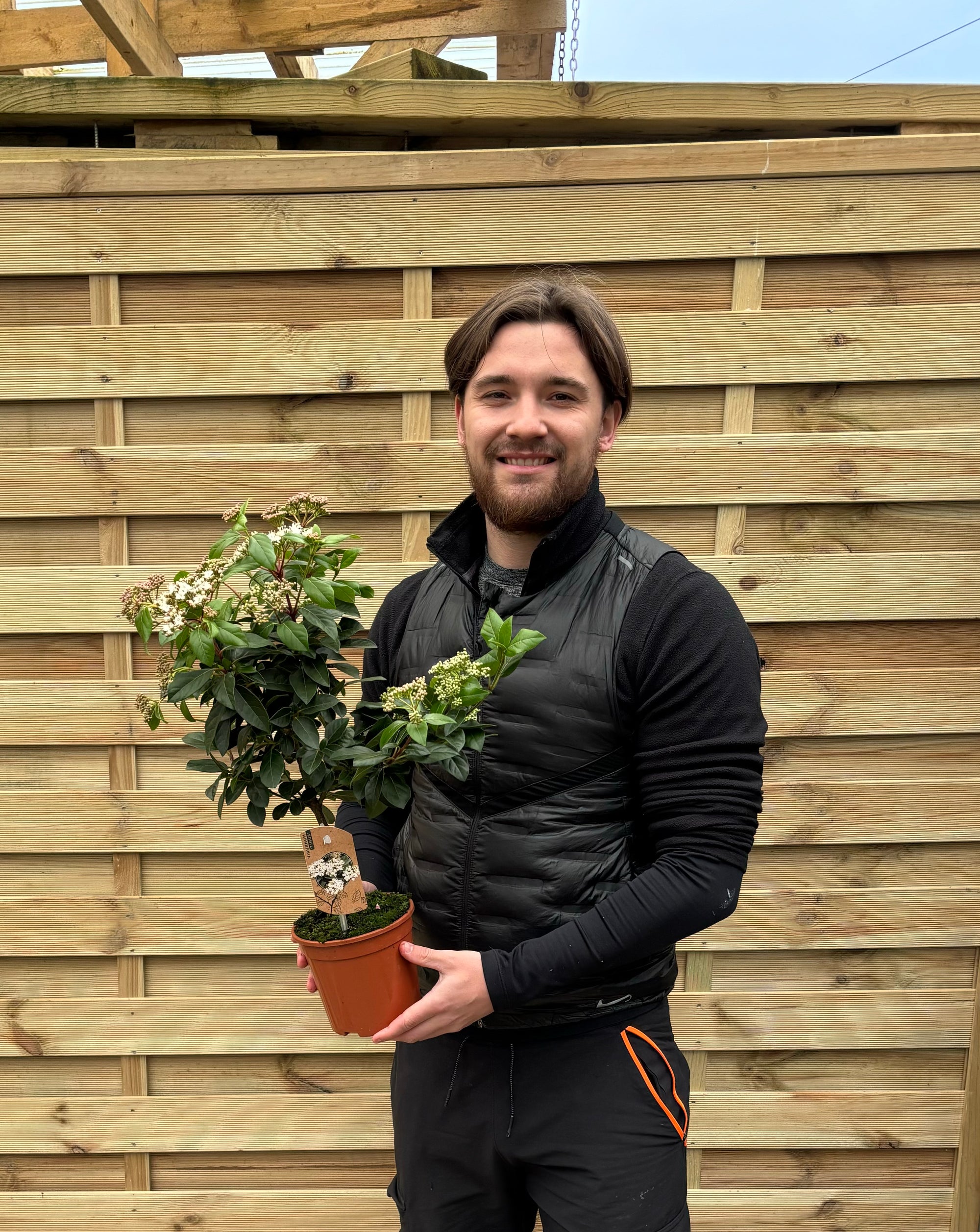 Viburnum tinus Patio Tree