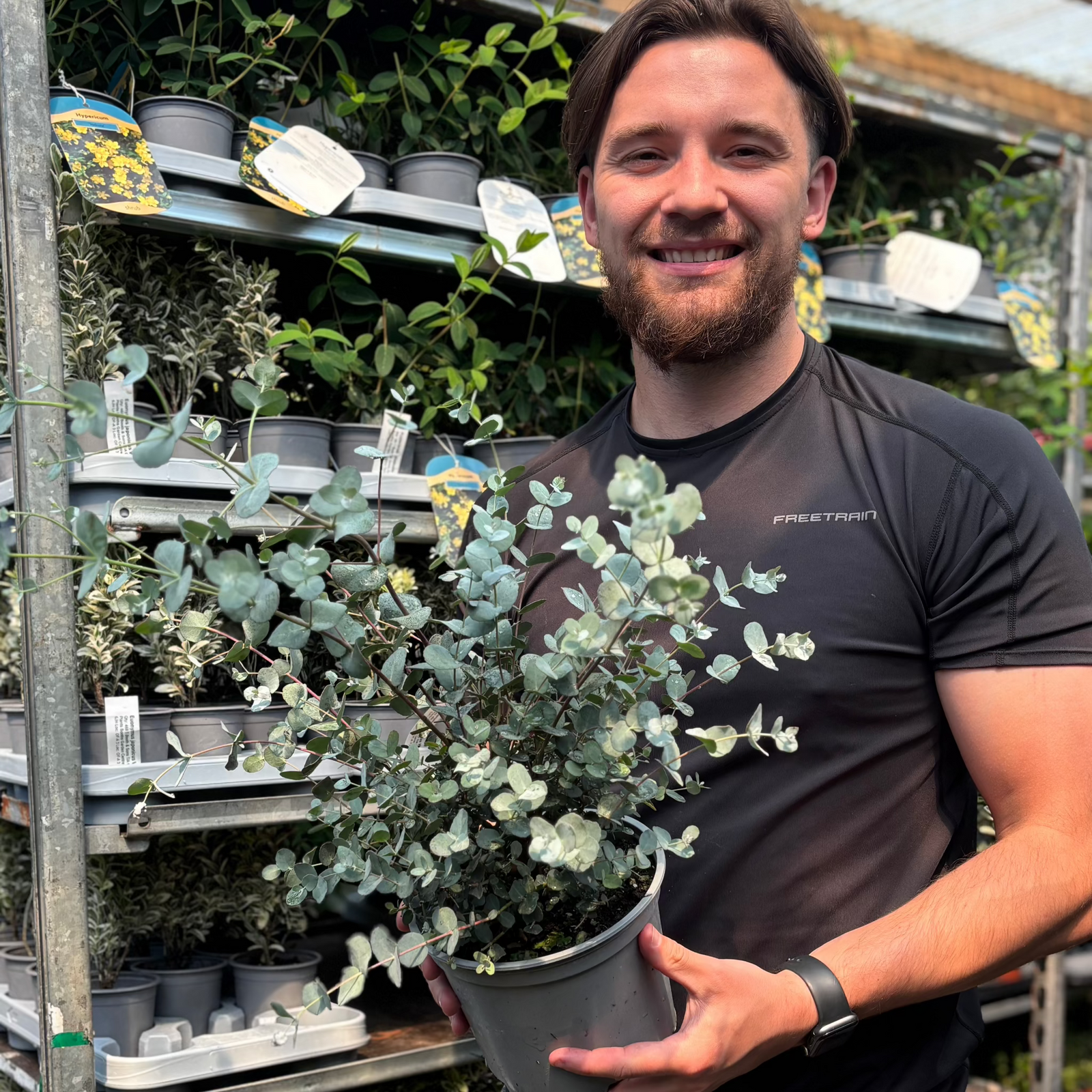 A smiling bearded man in a black athletic shirt holds an Eucalyptus 'Gunnii' | 2L / 5L Pot with silver-blue foliage at a garden center, surrounded by shelves of assorted potted plants.