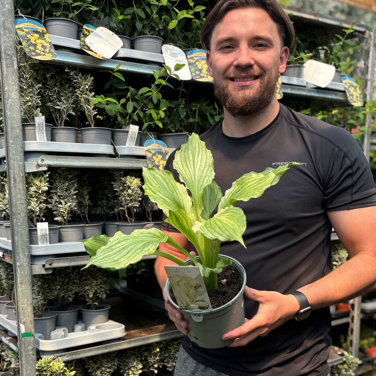 Hosta &#39;White Feather 2L