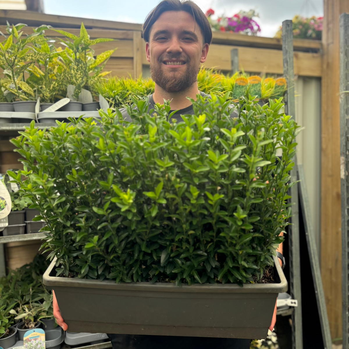A smiling man with short hair and a beard holds a large planter of Euonymus japonicus &#39;Green Spire&#39; (Multibuy Offers Available) at a garden center, surrounded by potted plants, borders, and wooden structures.