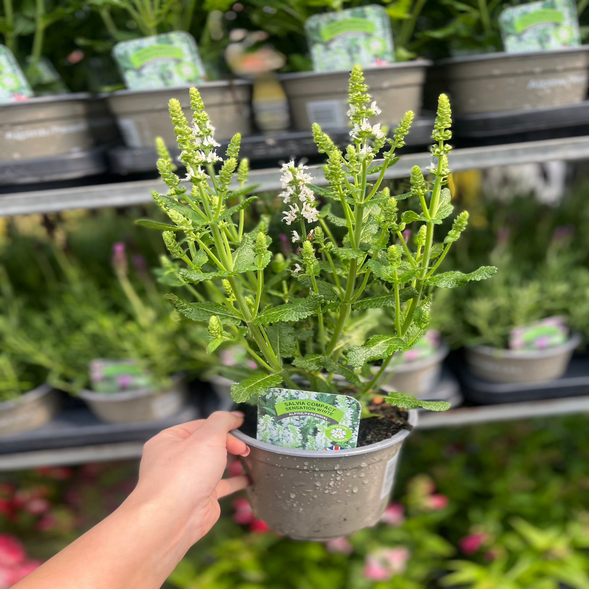 A hand holds a Salvia nemorosa &#39;Synchro White&#39; (9cm/1.5L/2L) in a pot, showing its tall green stems and white flower clusters. More drought-tolerant plants with green leaves and labels are arranged on the shelves in the background.