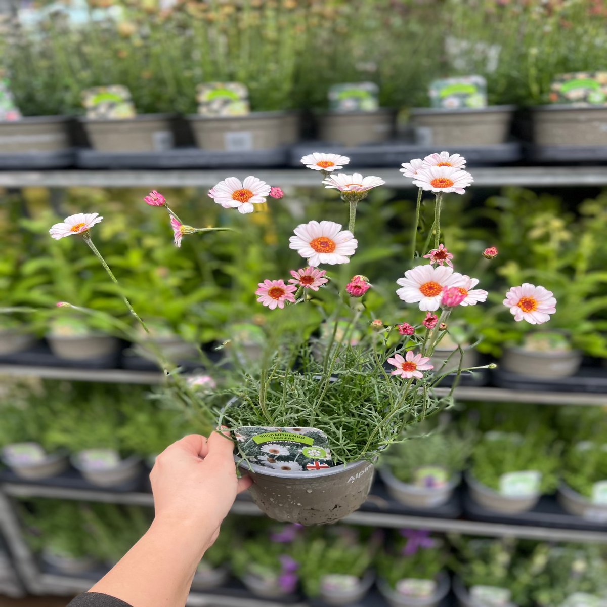 Rhodanthemum - Tangiers 1.5L