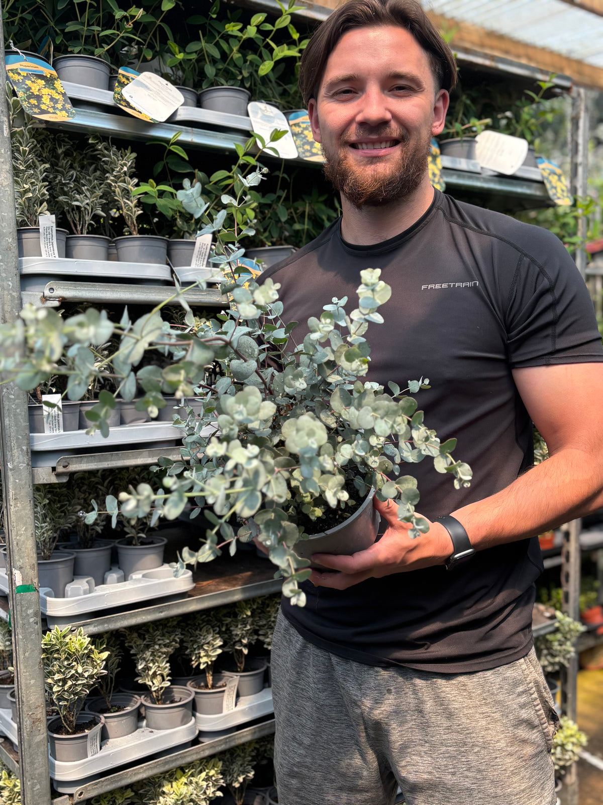 A smiling man in a black shirt stands indoors, holding a Eucalyptus &#39;Gunnii&#39; (2L/5L Pot) with silver-blue foliage. Shelves filled with various potted plants surround him as sunlight streams through a greenhouse roof.