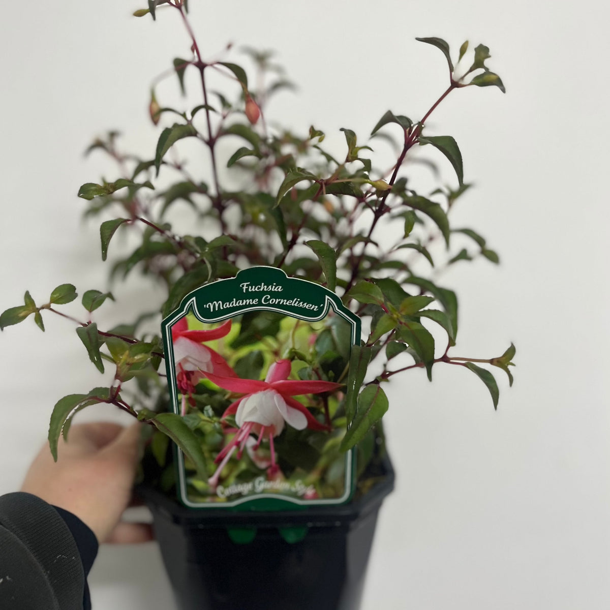 Hardy Fuchsia &#39;Madame Cornelissen&#39; 2L