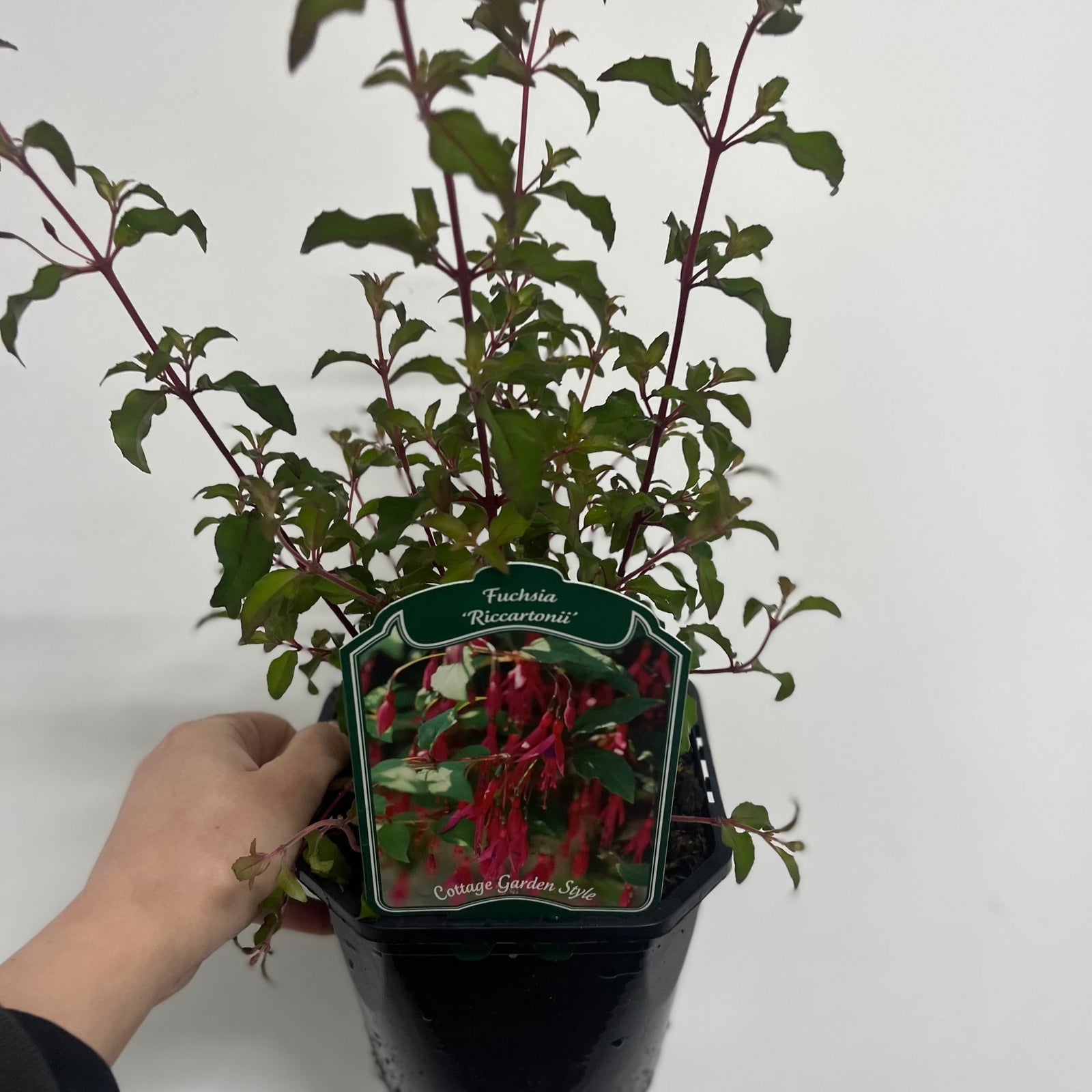 A branch of Hardy Fuchsia 'Riccartonii' (9cm / 2L) displays pendulous pink and purple flowers amid green leaves, set against a blurred backdrop of trees and a garden.