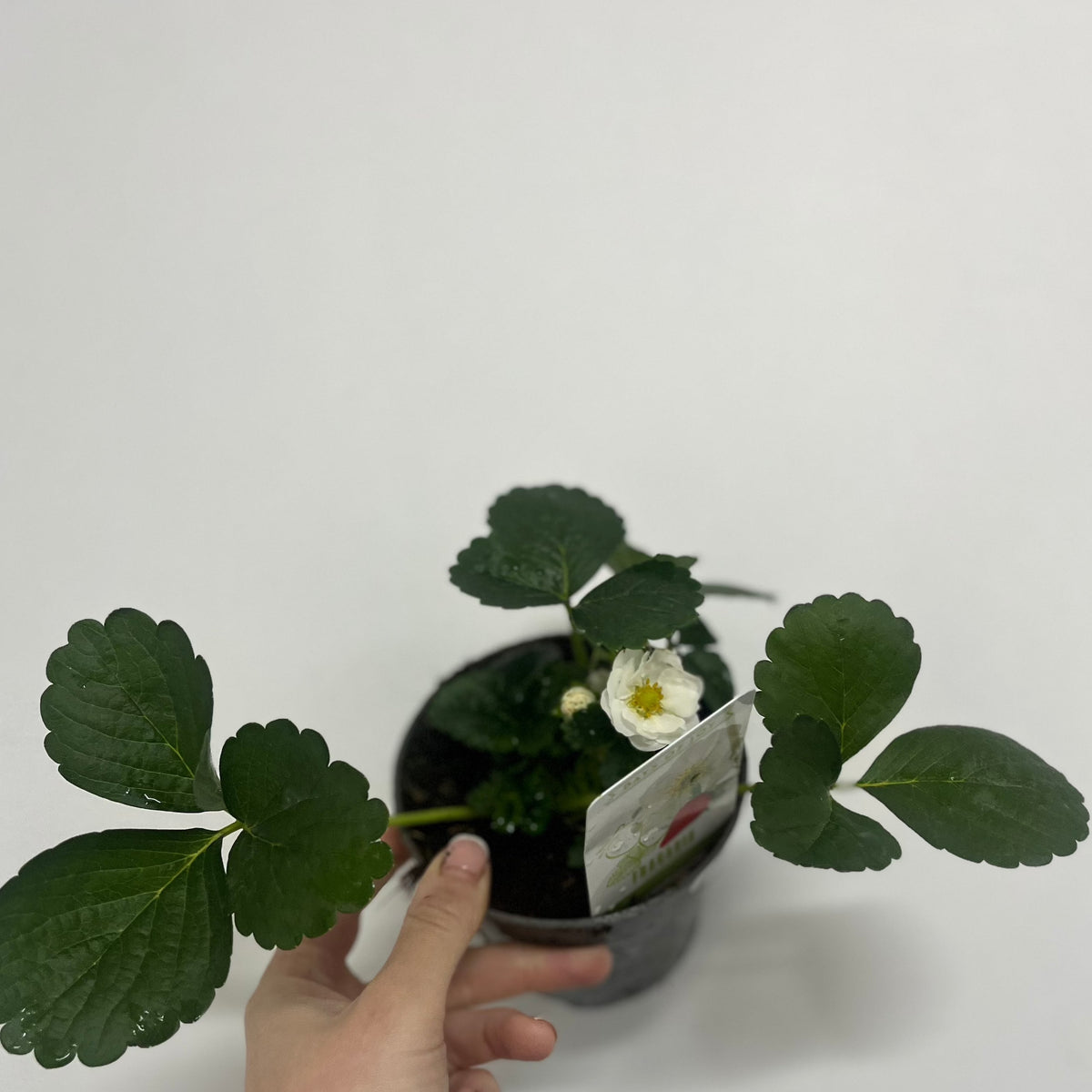 A hand holds a Strawberry | Fragaria vesca Alexandra plant in a 9cm pot, showing broad green leaves and a single white flower, set against a plain white background.