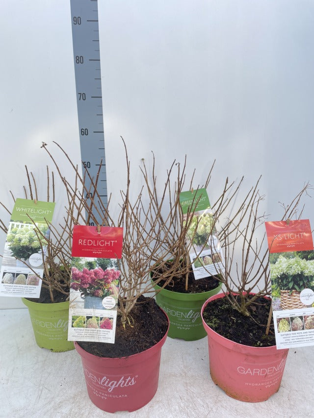 A Hydrangea paniculata &#39;Red Light&#39; plant in a 2L or 5L pot with bare branches and a colorful tag is placed in front of a height chart on a white background, ready to grow long lasting flowers.