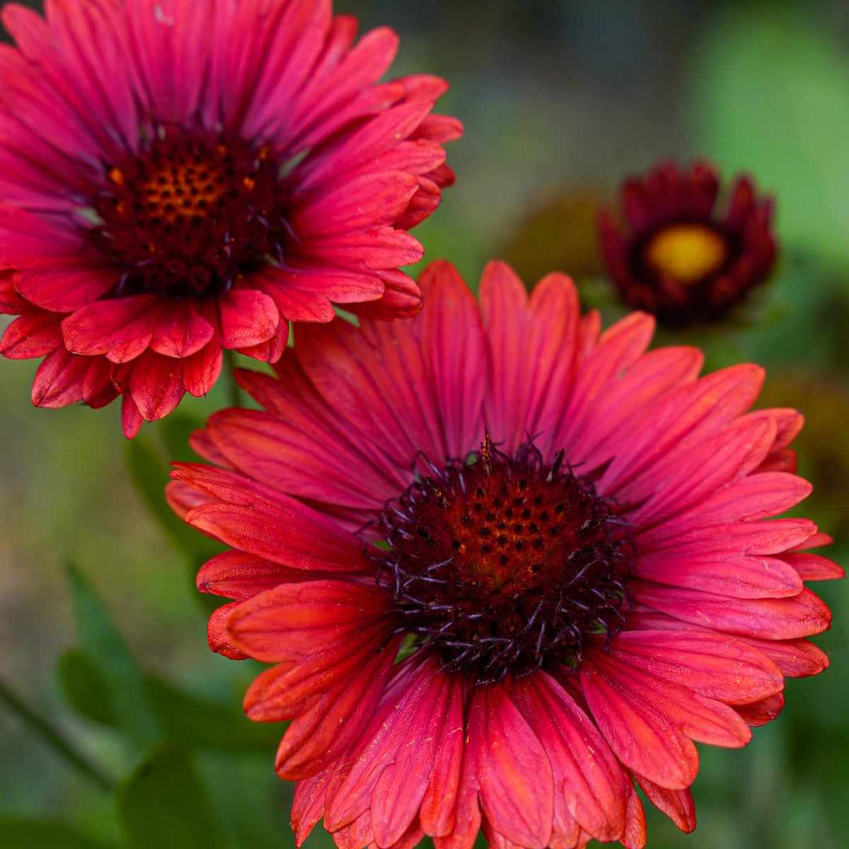 Gaillardia arista &#39;SpinTop Red&#39; (Young Perennial) PRE ORDER SPRING &#39;26